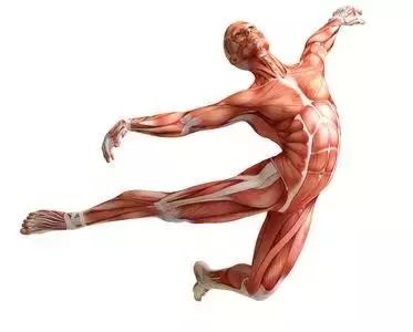 涨姿势，有关肌肉的六个有趣事实