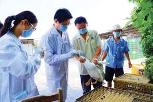 农业部：高度重视全力做好H7N9流感和重大动物疫病防控
