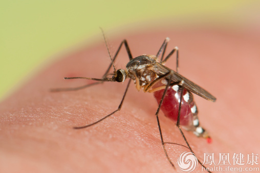 转基因蚊子 可对付寨卡病毒