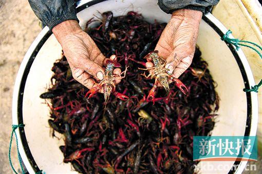 安徽省全椒县二郎口镇推行稻虾连作模式,鼓励农民在稻田里养殖小龙虾。