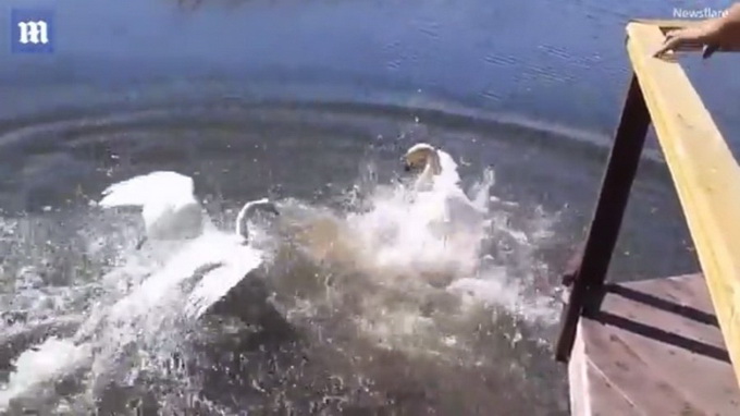 游泳遭天鹅围攻 网友调侃-俄罗斯的鹅也是战斗力满满