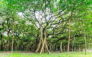 印度榕树独木成林 地面积可达上万平方米可容纳千人歇荫