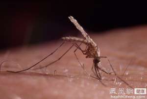 世卫组织使用转基因蚊子新技术 阻止寨卡病毒传播