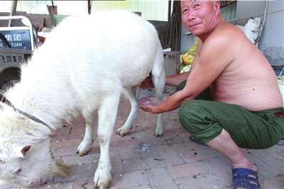 北京一公羊产奶 专家称或因内分泌失调导致(图)
