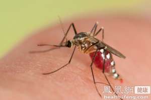 浙江首例寨卡病毒感染者：被外国蚊子叮后发烧