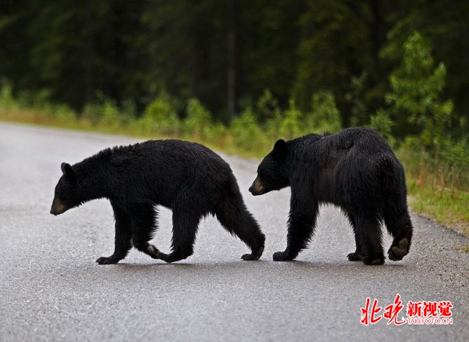 北京八达岭野生动物园再成焦点：轿车在黑熊区开窗遭围堵