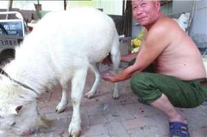 北京一公羊产奶 专家称或因内分泌失调导致(图)