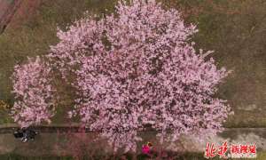 日本早春樱花盛开 幽香艳丽成伞状，花期仅晚于2002年
