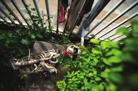 11月12日，开福区洪山路附近，一具人体骨架标本躺在草丛中，行人隔着护栏围观。图/记者李坤