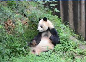 成都大熊猫去世 “科比”和前国际奥委会主席萨马兰奇有何渊源？