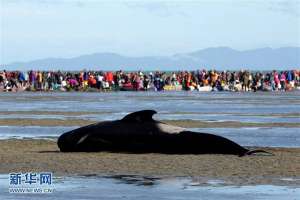 新西兰座头鲸搁浅 揭秘世界上第一个记录鲸鱼搁浅现象的人