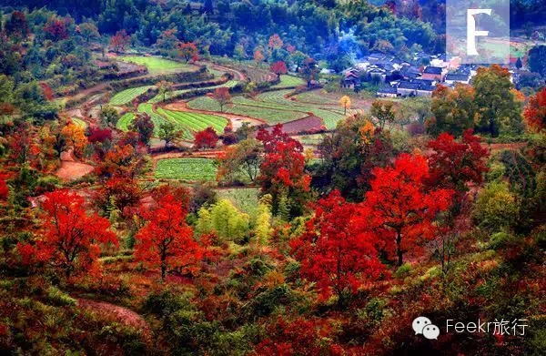 色彩、丰收、古镇、花海…所有关于秋的词语，在皖南全能找到