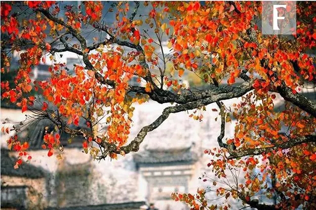 色彩、丰收、古镇、花海…所有关于秋的词语，在皖南全能找到